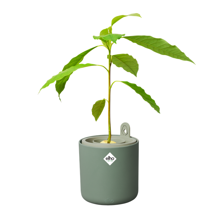 amazing avocado pot leaf green